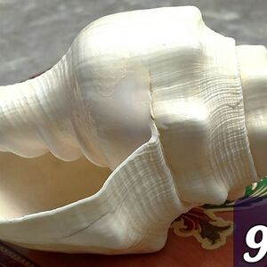 Elegant Cream Conch Shell Home Accent